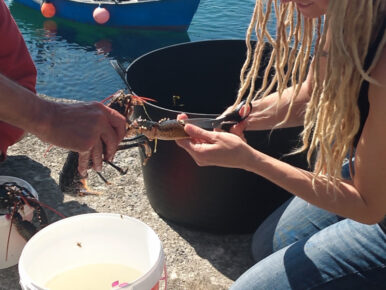 Preparing lobsters for release